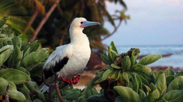Red footed booby in Chagos