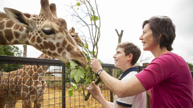 Mum and son feeding the giraffes for Meet the Giraffes experience