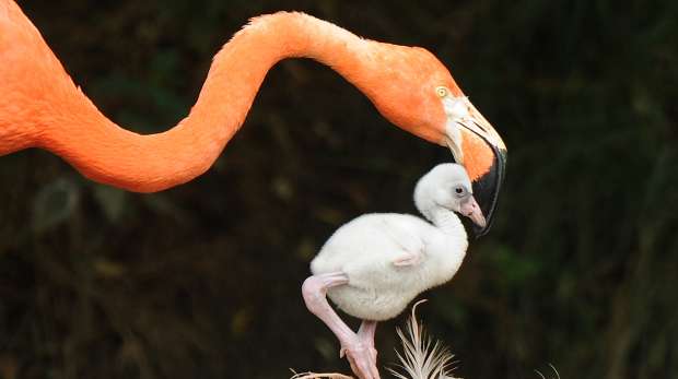 Flamingo Chick with parent