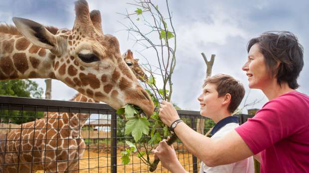 Meet the Giraffes at Whipsnade Zoo
