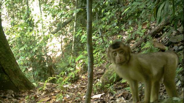 Image of a macaque, copyright Isabel Rosa