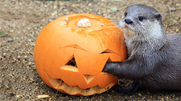 An Asian short clawed otter with a pumpkin