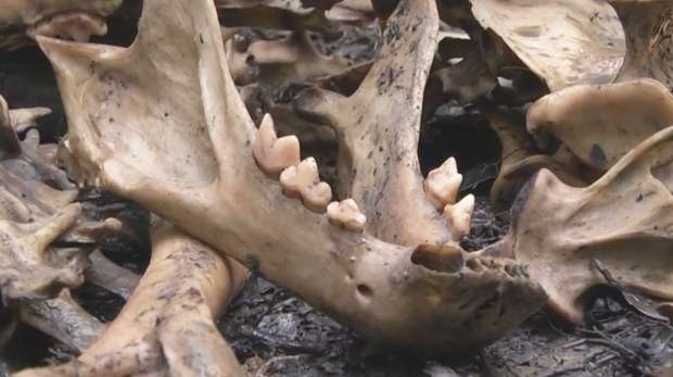 Sumatran tiger bones