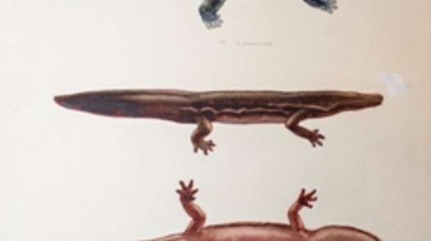 Watercolour of giant Chinese salamanders possibly by Boulenger in 1924