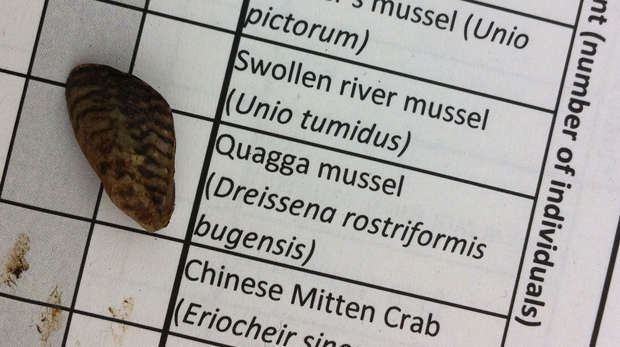 Quagga Mussel