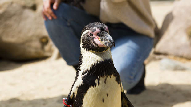 Meet the Penguins experience at ZSL London Zoo