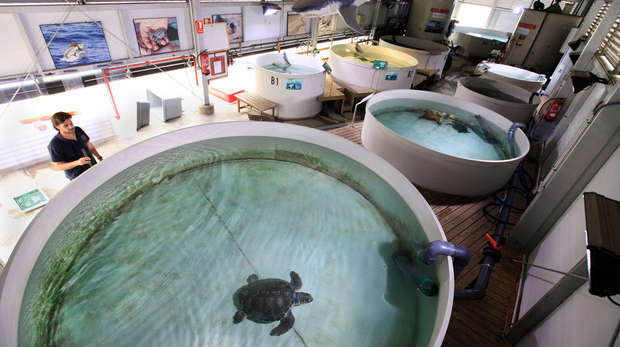 ZSL turtle conservation