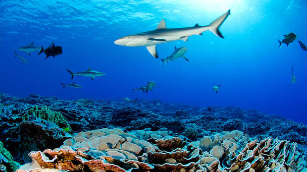 Ducie Shark - Enric Sala National Geographic