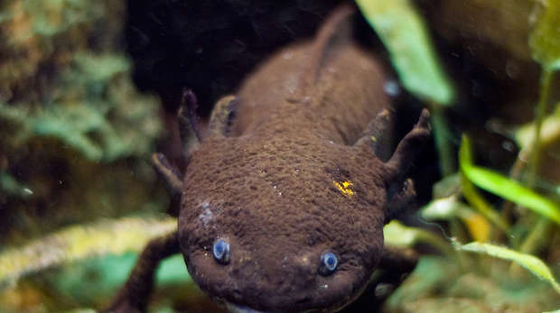 Axolotl Square Image