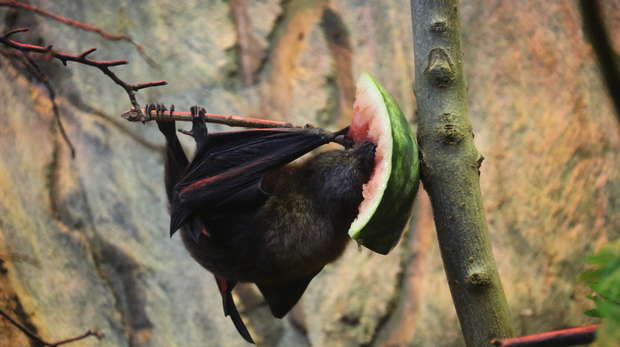 Fruit bat eating watermelon in Fruit Bat Forest