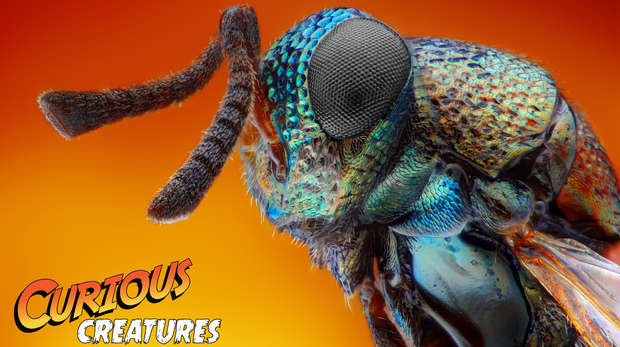 Jewel wasp curious creatures