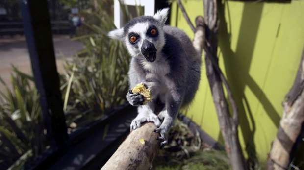 Lemur at ZSL London Zoo