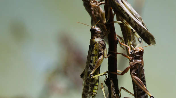 Desert locust square image