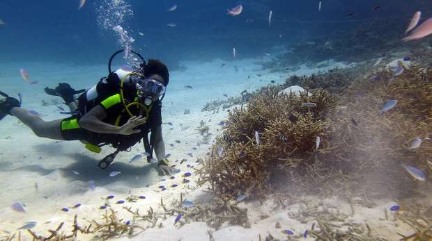 Claudia Naraina, diving Chagossian waters
