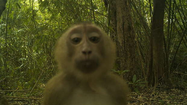 Camera trap image of a macaque, Thailand