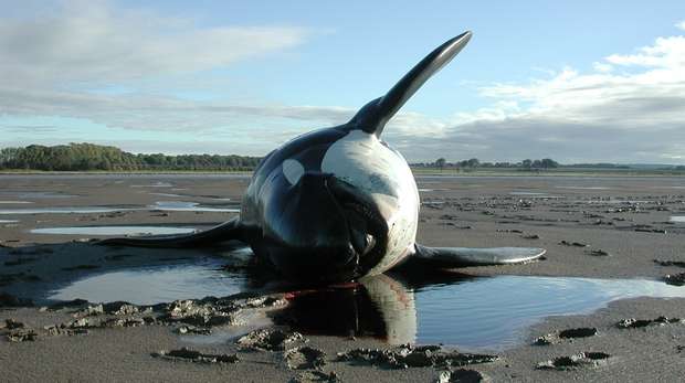 Stranded killer whale © ZSL
