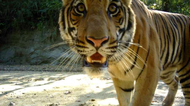 Bengal tiger camera trapped in Nepal