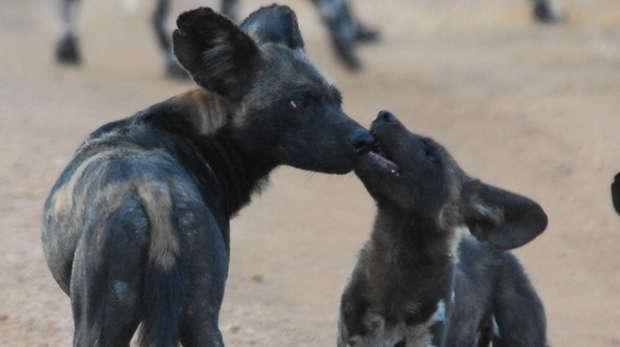 African Hunting Dog - Borana Pup Begging