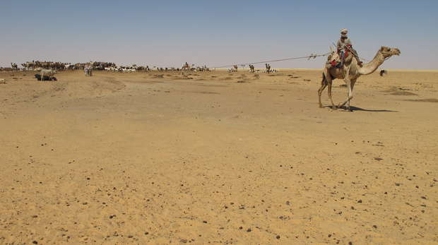 Camels in the oryx release area