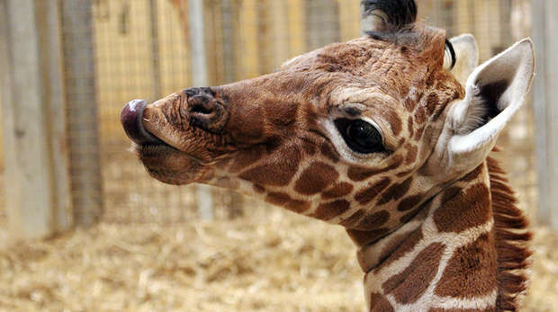 Baby giraffe