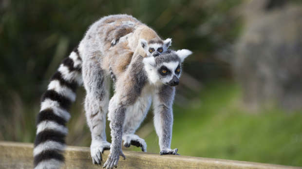 Baby ring-tailed lemurs