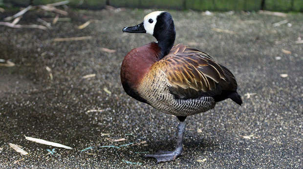 White-faced tree duck
