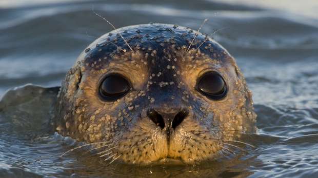 Thames Harbour Seal, credit Russ Miles
