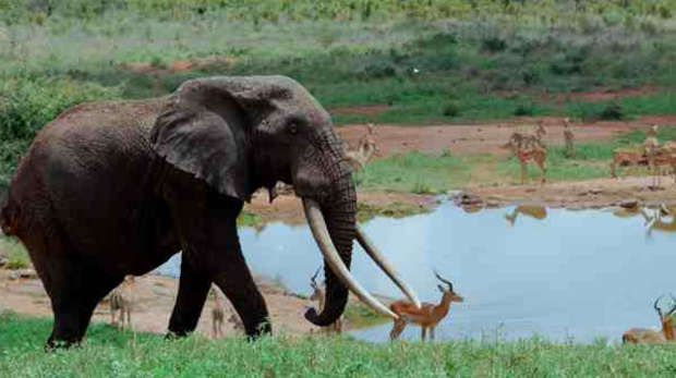 African elephants in Kenya