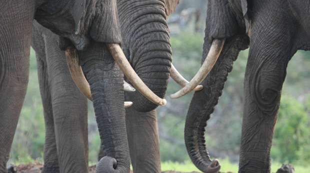 Ivory ban elephant tusks