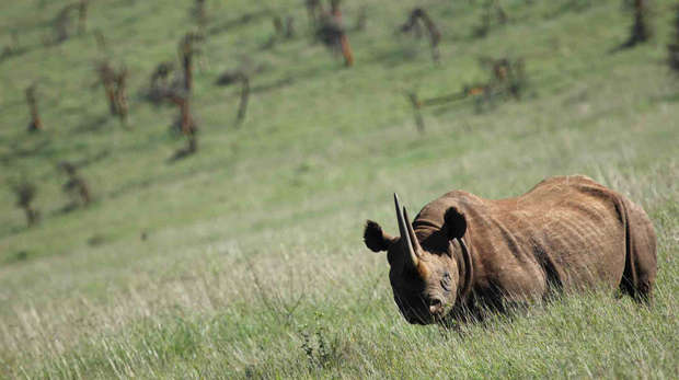 White rhino landscape in Tsavo, Kenya