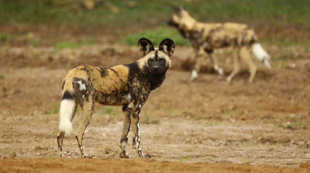African hunting dog at ZSL Whipsnade Zoo