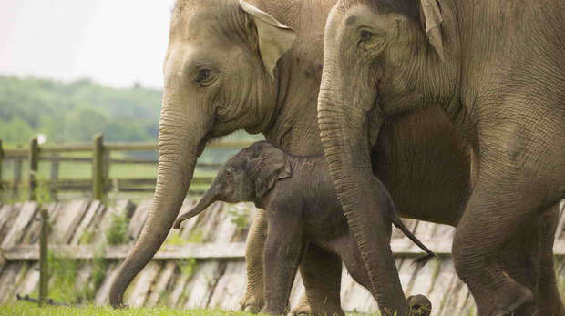 Baby Asian elephant calf, Elizabeth, with two adult female elephants at ZSL Whipsnade Zoo 