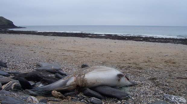 Common Dolphin_Porthbeor beach_credit Joana Doyle