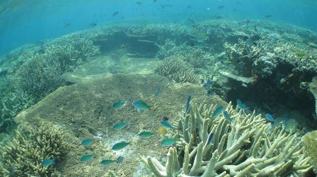 Heron Island coral reef