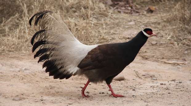 Brown-eared-pheasant, Shanxi Province