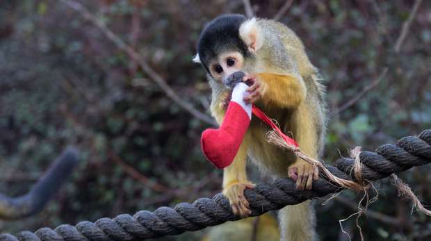 Squirrel monkey with stocking at ZSL London Zoo