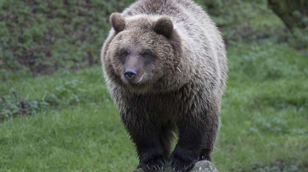 European brown bear at ZSL Whipsnade Zoo