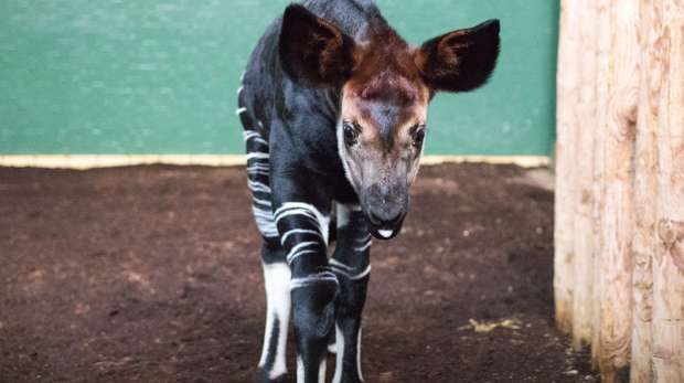 Meghan the okapi at ZSL London Zoo