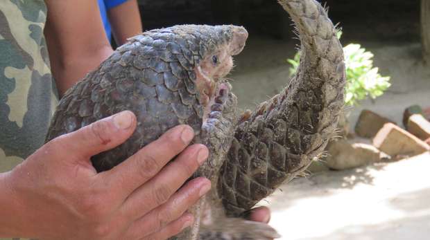 A rescued pangolin in Makwanpur district