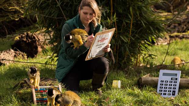 Counting the squirrel monkeys in ZSL Whipsnade Zoo's annual stocktake