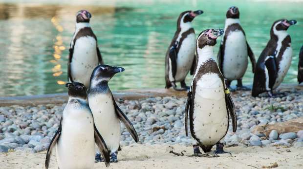 Penguins at Penguin Beach