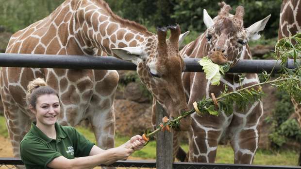 Giraffes at ZSL Whipsnade Zoo are treated to street-food style feast