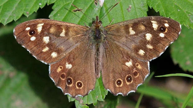 A male speckled wood Butterfly