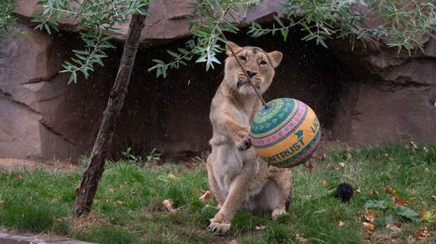 Asiatic lion celebrating World Lion Day at ZSL London Zoo