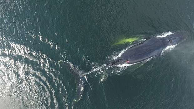 Monitoring whales, credit Joanna Kershaw, University of St Andrews