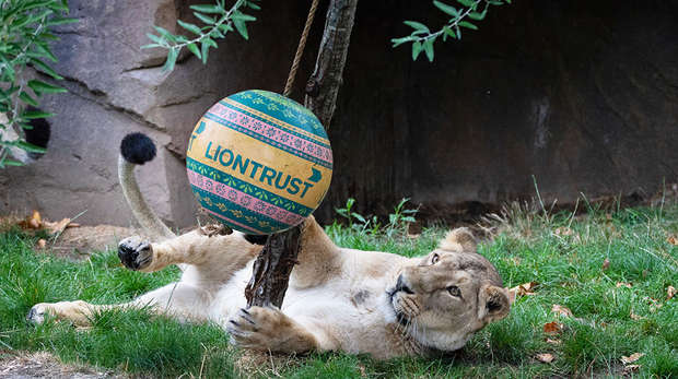Heidi Liontrust London Zoo