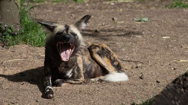 African wild dog at ZSL London Zoo