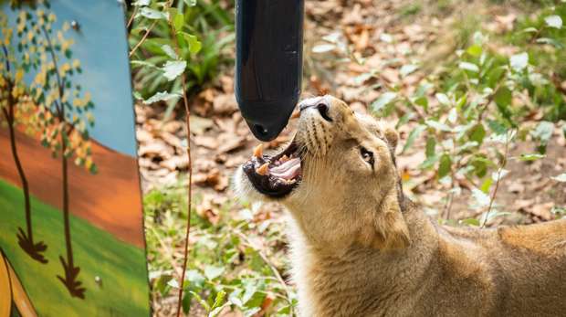 Asiatic lion Indi with enrichment at ZSL London Zoo