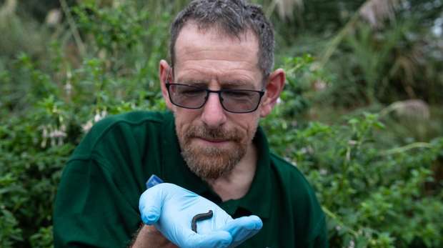 Dave with a leech at ZSL London Zoo