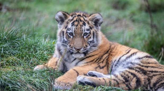 Amur tiger cub at ZSL Whipsnade Zoo